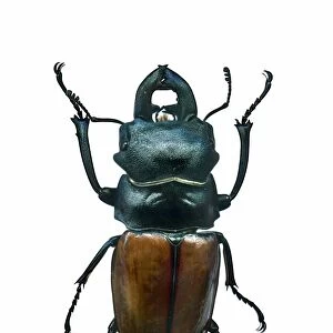 Stag beetle C016 / 2213