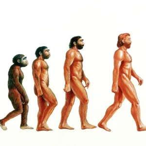 Stages in human evolution