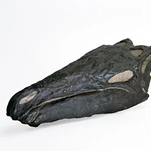 Stegosaurus dinosaur, fossil skull C016 / 4982