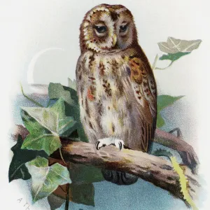 Owls Collection: Tawny Fish Owl