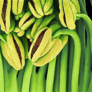 Tea flower stamens, SEM