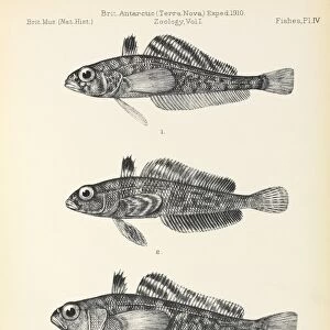Terra Nova fish report, artwork C016 / 6166