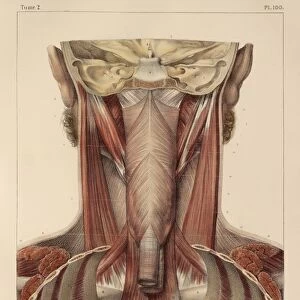 Throat muscles, 1831 artwork