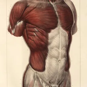 Trunk musculature, 1831 artwork