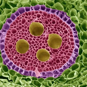 Vascular bundle, SEM