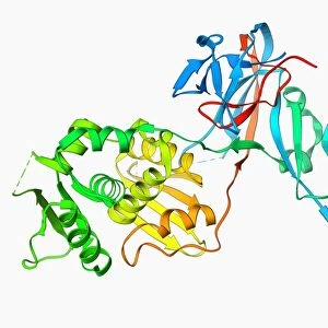 VMA-1 derived endonuclease molecule F006 / 9389