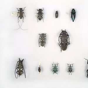 Wallaces Malay beetles, 19th century