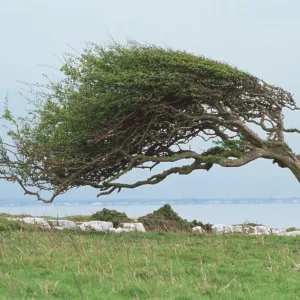 Wind-blown tree