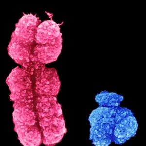 X and Y chromosomes