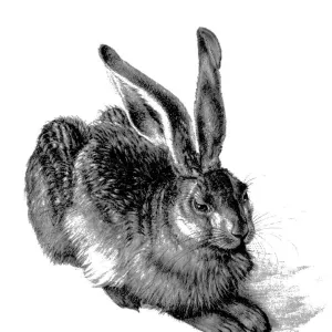 Young hare, by Durer