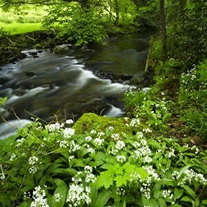 England, Cumbria, Lake District National Park. Yewdale Beck running through woodland