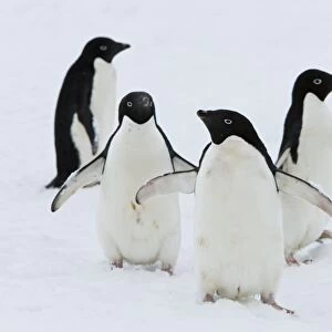 Adelie penguins (Pygoscelis adeliae), Commonwealth Bay, Antarctica, Polar Regions