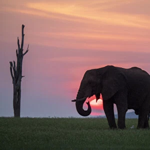An adult African bush elephant (Loxodonta africana) at sunset on the shoreline of Lake