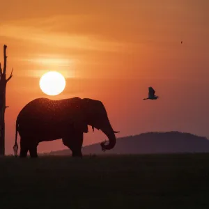 An adult African bush elephant (Loxodonta africana) at sunset on the shoreline of Lake