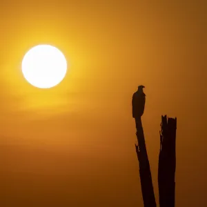 An adult African fish eagle (Haliaeetus vocifer), perched at sunset on the shores of Lake