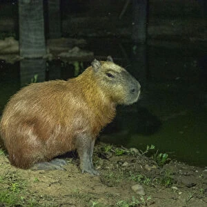 Adult capybara (Hydrochoerus hydrochaeris), at night along a lake in Pouso Allegre, Mato Grosso, Pantanal, Brazil, South America