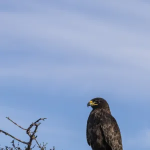 Adult Galapagos hawk (Buteo galapagoensis), Fernandina Island, Galapagos, Ecuador