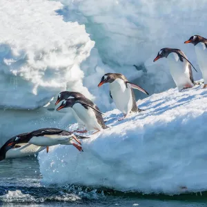 Adult gentoo penguins (Pygoscelis papua) leaping into the sea in Mickelson Harbor, Antarctica, Southern Ocean, Polar Regions