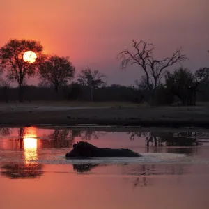 Adult hippopotamus (Hippopotamus amphibius) bathing at sunset in Hwange National Park