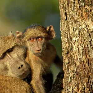 Adult and infant chacma baboon (Papio ursinus), Kruger National Park, South Africa