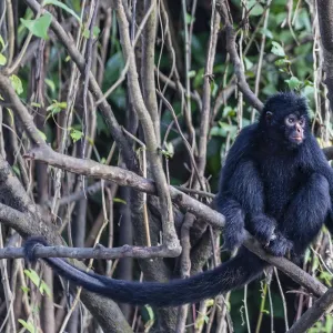 Adult spider monkey (Ateles spp), San Miguel Cano, Loreto, Peru, South America