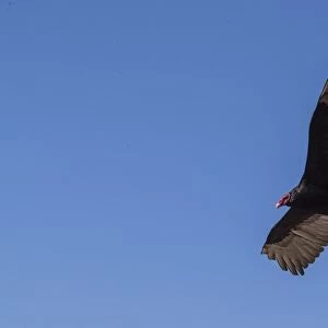 Adult turkey vulture (Cathartes aura) in flight over Saunders Island, Falkland Islands