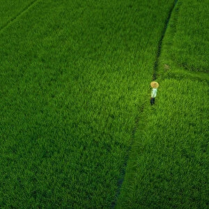 Aerial view rice field worker near Ubud, Ubud, Bali, Indonesia, South East Asia, Asia
