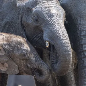 African bush elephant mother and calf (Loxodonta africana) in Hwange National Park