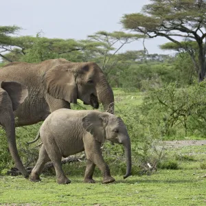 Three African elephant (Loxodonta africana), Serengeti National Park, Tanzania