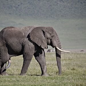 African elephant (Loxodonta africana) bull, Ngorongoro Crater, Tanzania, East Africa