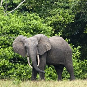 African forest elephant (Loxodonta cyclotis) bull standing at the edge of the forest, Loango National Park, Ogooue-Maritime, Gabon, Africa
