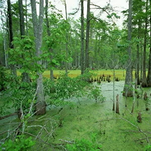 Atchofalaya Swamp in the heart of Cajun Country, near Gibson, Louisiana