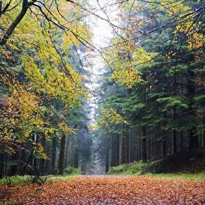 Autumn foliage, Brecon Beacons National Park, South Wales, United Kingdom, Europe