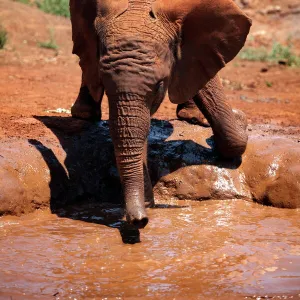 A baby elephant at the David Sheldrick Wildlife Trust elephant orphanage