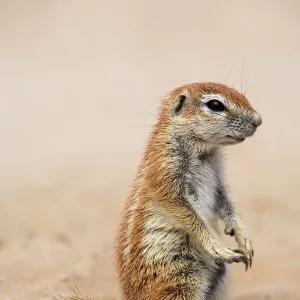 Baby ground squirrel (Xerus inauris), Kgalagadi Transfrontier Park, South Africa, Africa