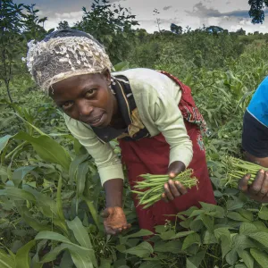 Bean harvest in Machakos, Kenya, East Africa, Africa