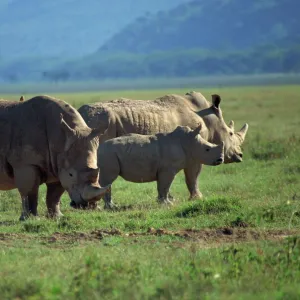 Lakes Collection: Lake Nakuru