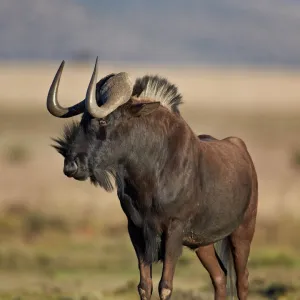 Black wildebeest (white-tailed gnu) (Connochaetes gnou), Mountain Zebra National Park, South Africa, Africa