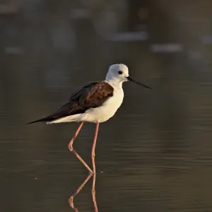 Black-winged stilt (Himantopus himantopus), Kgalagadi Transfrontier Park