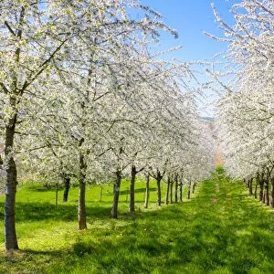 Blossoming cherry trees in the Eggenertal Valley in early spring, Schliengen, Baden-Wurttemberg