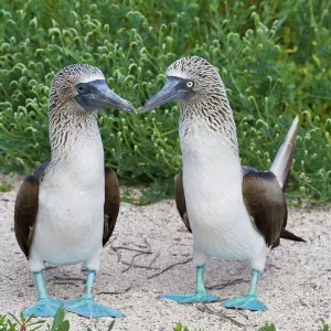 Blue-footed booby (Sula nebouxii) pair, North Seymour Island, Galapagos Islands, Ecuador, South America