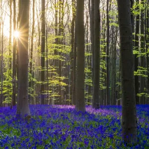 Bluebell flowers (Hyacinthoides non-scripta) carpet hardwood beech forest in early spring