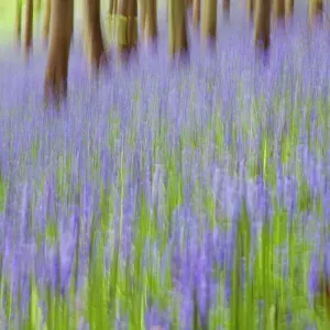 Bluebell woods, Somerset, England, United Kingdom, Europe