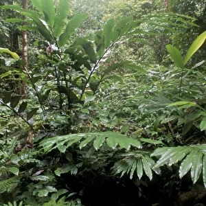Broad leaved plants and ferns grow at base of dipterocarp rainforest