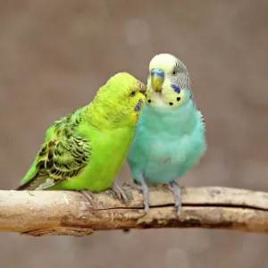 Two Budgerigars (common pet parakeet) (shell parakeet) (Melopsittacus undulatus) in captivity