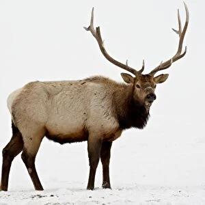 Bull Elk (Cervus canadensis) in snow, Yellowstone National Park, Wyoming