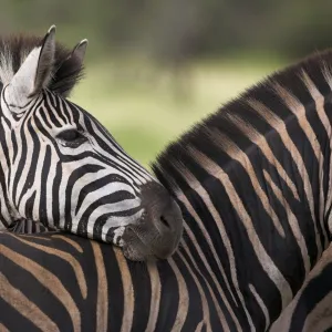 Burchells (plains) zebra (Equus burchelli)