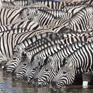 Burchells (plains) zebra (Equus burchelli), at waterhole, Etosha National Park