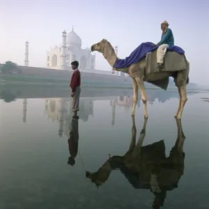 Camel in front of the Taj Mahal and Yamuna (Jumna) River