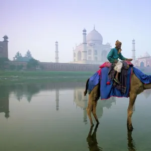 Camel by the Yamuna River with the Taj Mahal behind